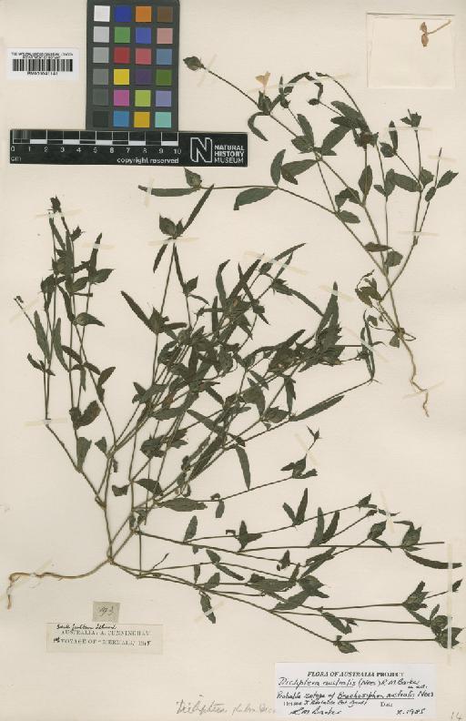 Dicliptera australis (Nees) R.M.Barker - BM001041141