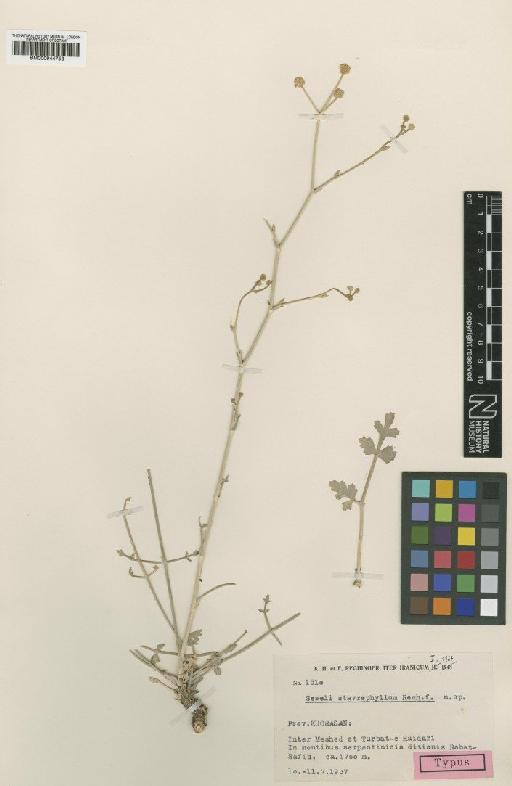 Seseli stavrophyllum Rech.f. - BM000944753