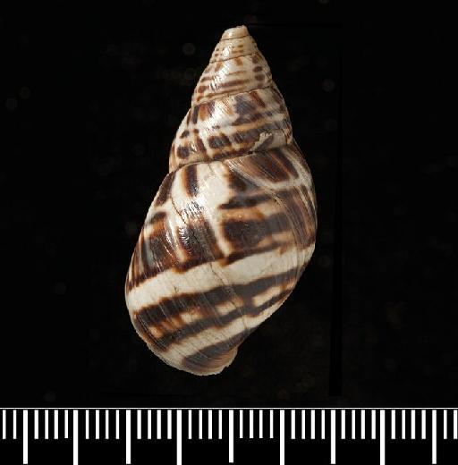 Helix poecila var. c A.D.Orb., 1835 - Helix poecila ver. C d'Orbigny, 1835 - SYNTYPES - 1854.12.4.155