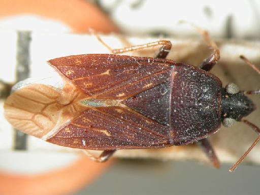 Neolethaeus typicus Distant - Hemiptera: Neolethaeus Typ