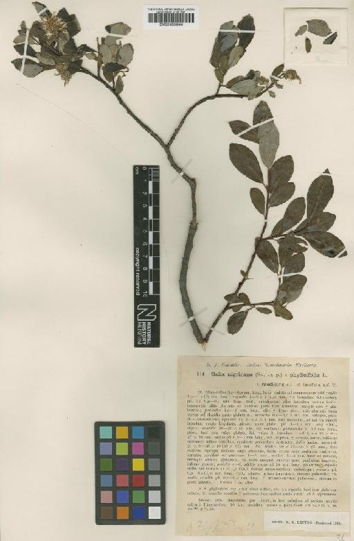 Salix nigricans Sm. - BM001066900