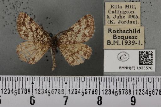 Ematurga atomaria (Linnaeus, 1758) - BMNHE_1923578_488162