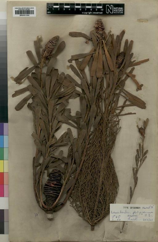 Leucadendron platyspermum R.Br. - BM000910556