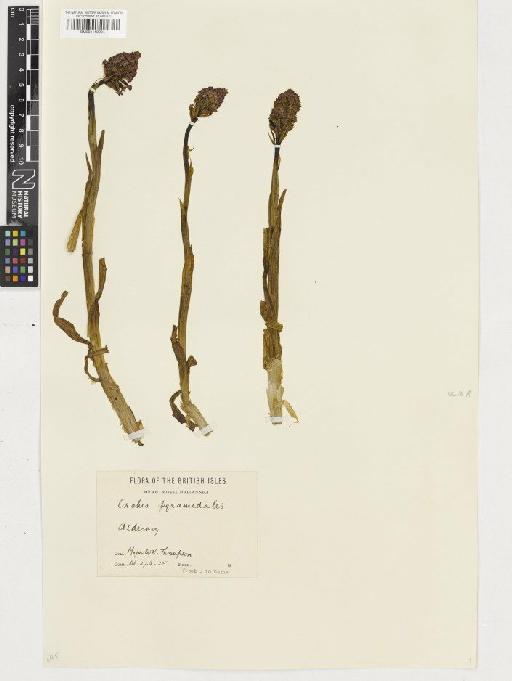 Anacamptis pyramidalis (L.) Rich. - BM001110204