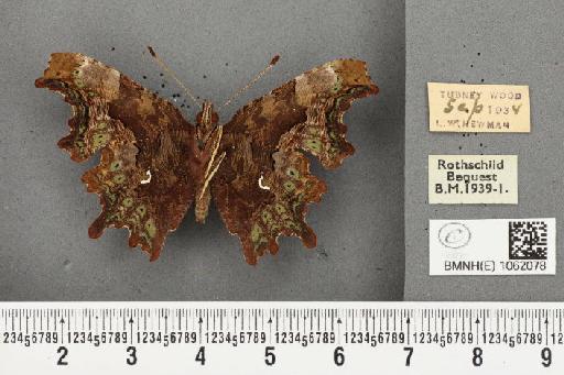 Polygonia c-album ab. variegata Tutt, 1896 - BMNHE_1062078_22933