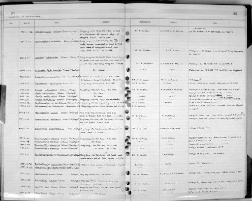 Eousia verticivarius Gibson, 1990 - Zoology Accessions Register: Nemtoda: 1977 - 1993: page 28