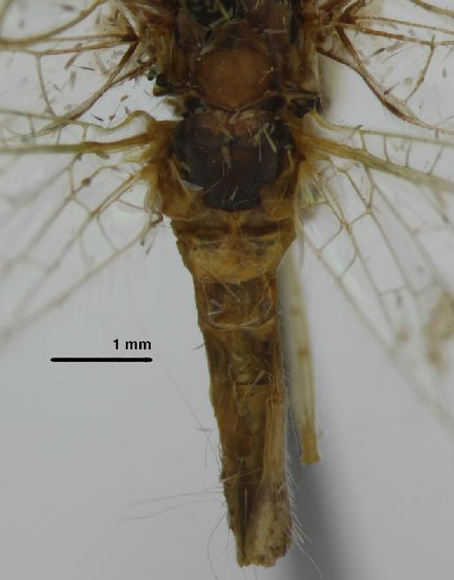 Leucochrysa colombia Banks - Allochrysa colombia BMNHE 1241756 metath abdomen dorsal