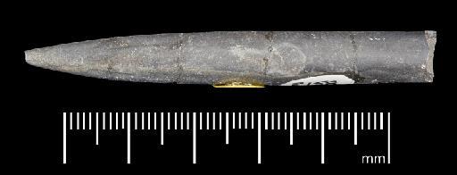 Simpsonibelus expansus (Simpson) - PI CC 1341 - belemnite