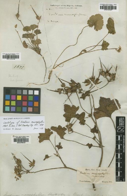Erodium macrophyllum Hook. & Arn. - BM001024267