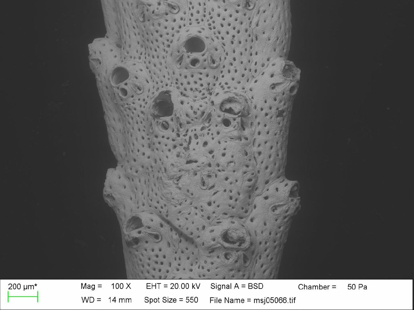 To NHMUK collection (Adeonella falcicula Hayward, 1981; NHMUK:ecatalogue:3160907)