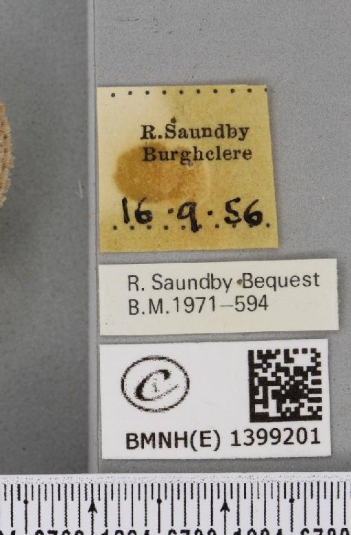 Trichiura crataegi (Linnaeus, 1758) - BMNHE_1399201_label_189581