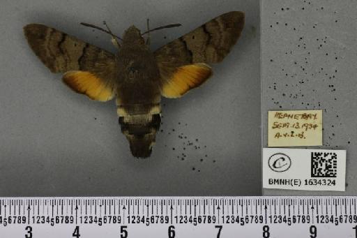 Macroglossum stellatarum (Linnaeus, 1758) - BMNHE_1634324_205905