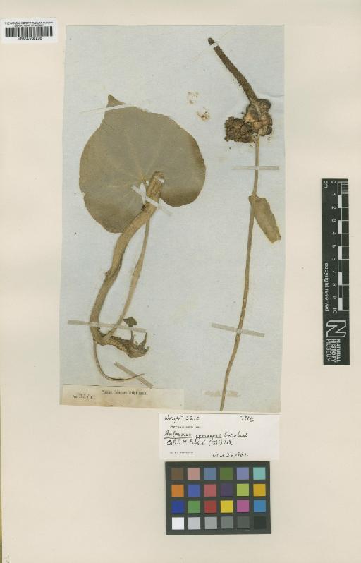 Anthurium gymnopus Griseb. - BM000938235