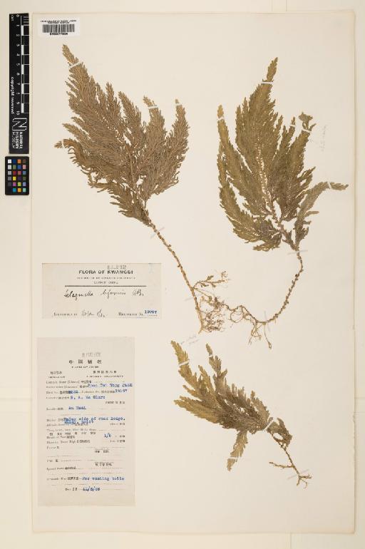 Selaginella biformis A.Braun ex Kuhn - 000779636