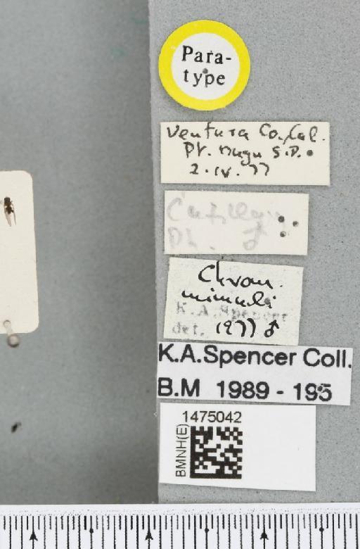 Chromatomyia mimuli Spencer, 1981 - BMNHE_1475042_label_48551