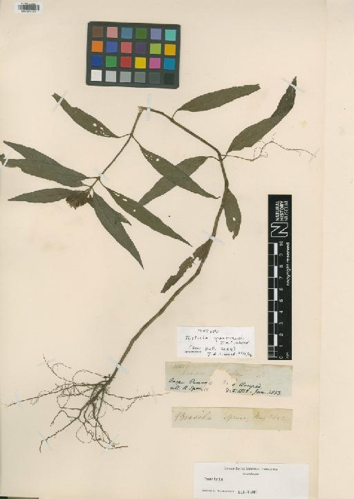 Justicia ipanovensis J.R.I.Wood - BM010761176
