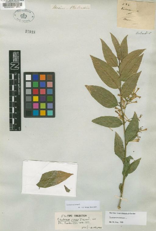 Cestrum tomentosum L.f. - BM000596867