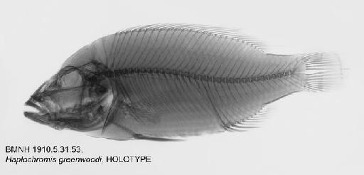 Haplochromis greenwoodi Bell-Cross, 1975 - BMNH 1910.5.31.53, HOLOTYPE, Haplochromis greenwoodi Radiograph