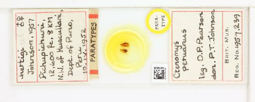 Ectinorus hertigi Johnson, 1957 - 010179234__