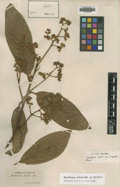 Nectandra reticulata (Ruiz & Pav.) Mez - BM000947250