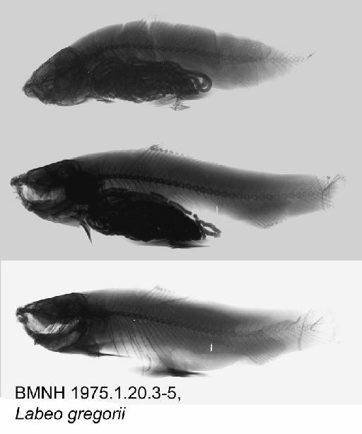 Labeo gregorii Günther, 1894 - BMNH 1975.1.20.3-5, Labeo gregorii, Radiograph