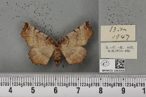 Selenia dentaria ab. brunneopustulata Smith, 1951 - BMNHE_1882068_a_447651