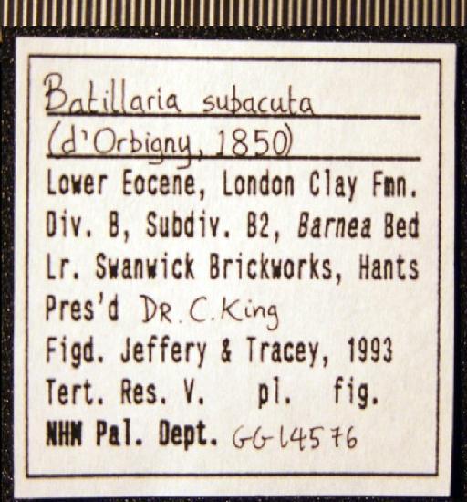 Batillaria (Vicinocerithium) subacuta (d'Orbigny, 1850) - GG 14576. Batillaria (Vicinocerithium) subacuta (label 1)