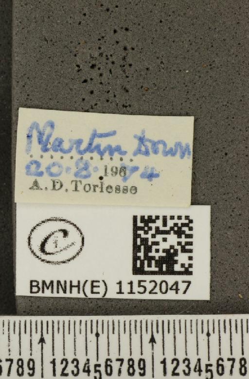 Lysandra coridon ab. parisiensis Gerhard, 1852 - BMNHE_1152047_label_103171