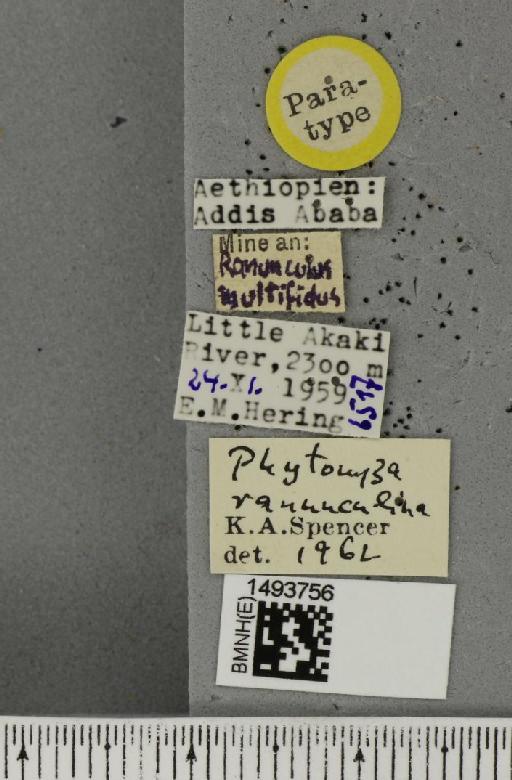 Phytomyza ranunculina Spencer, 1963 - BMNHE_1493756_label_61315