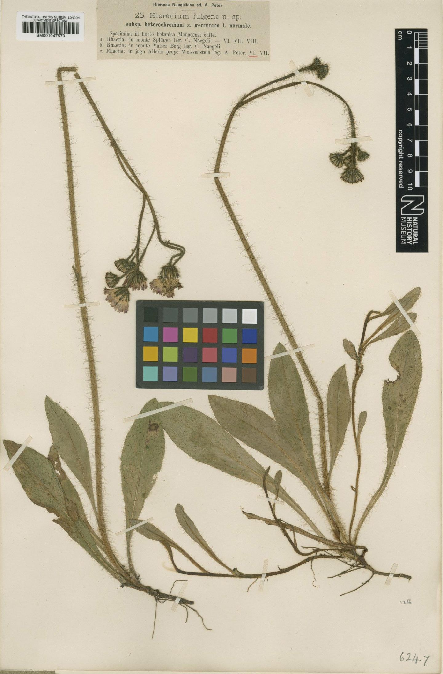To NHMUK collection (Hieracium fulgens subsp. heterochromum Nägeli & Peter; NHMUK:ecatalogue:2777144)