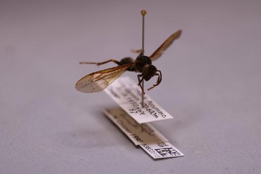 Mischocyttarus chanchamayoensis Richards, 1978 - 013632816_additional_4