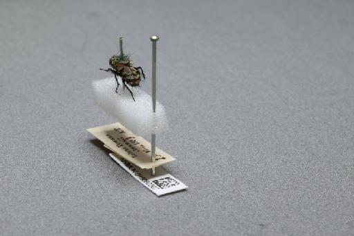 Sarcophaga (Myorhina) nigriventris Meigen, 1826 - 015092307_additional_2