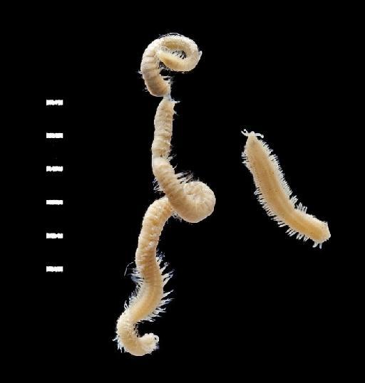 Schistomeringos sphairatolobos Glasby, 1984 - Polychaeta type specimen; 1983.1769-1770 view 2