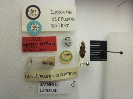 Lygaeus diffusus Walker, 1872 - Lygaeus diffusus-BMNH(E)1240130-Paralectotype male dorsal & labels 2