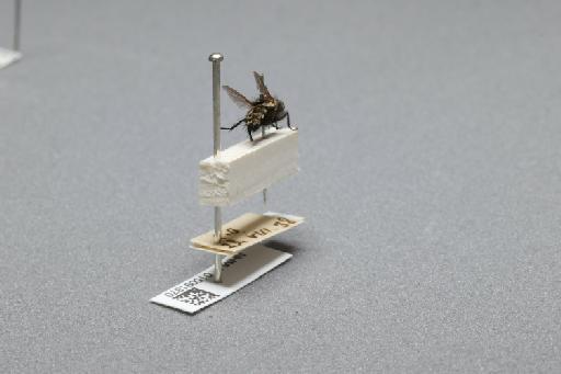 Sarcophaga (Myorhina) nigriventris Meigen, 1826 - 015091870_additional_1