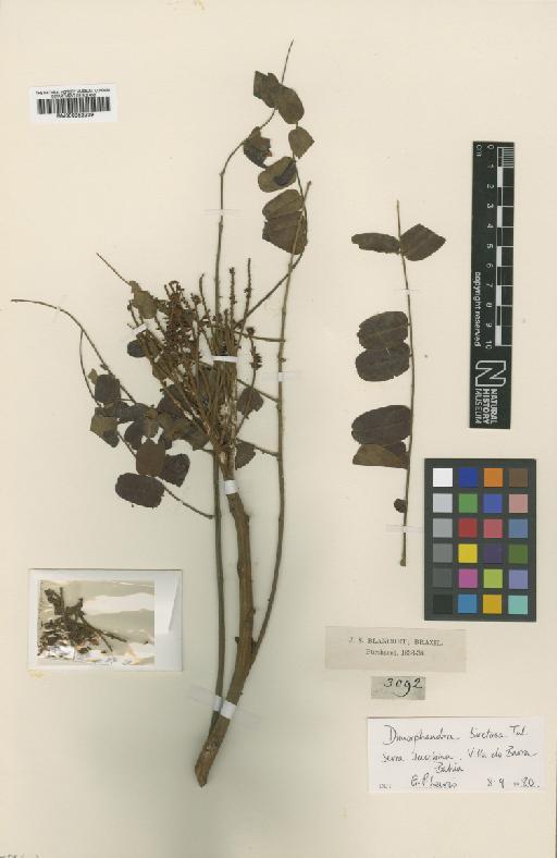 Dimorphandra gardneriana Tul - BM000952239