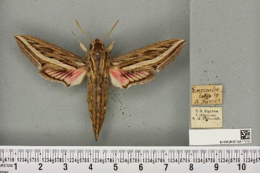 Hippotion celerio (Linnaeus, 1758) - NHMUK_010477210_534814