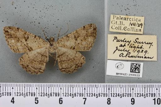 Peribatodes rhomboidaria (Denis & Schiffermüller, 1775) - BMNHE_1908125_471079