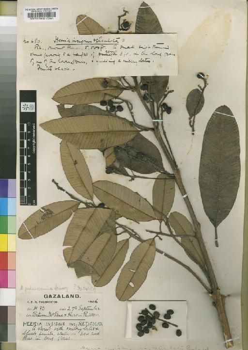 Ozoroa reticulata (Baker f.) Fernandes - BM000510639
