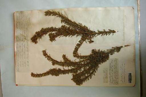 Grevillea lanigera A.Cunn. ex R.Br. - IMGP7192