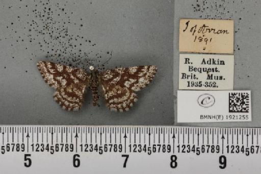 Ematurga atomaria ab. pseudoclathrata Heydemann, 1930 - BMNHE_1921255_486699