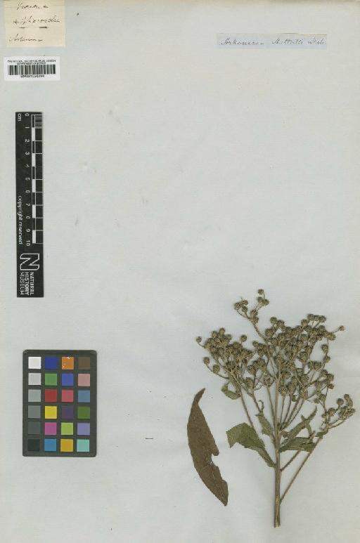 Vernonia baldwinii Torr. - BM001025288