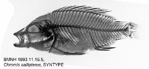 Chromis callipterus Günther, 1894 - BMNH 1893.11.15.5, Chromis callipterus, SYNTYPE, Radiograph