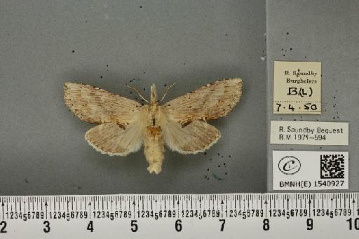 Pterostoma palpina palpina (Clerck, 1759) - BMNHE_1540927_246547