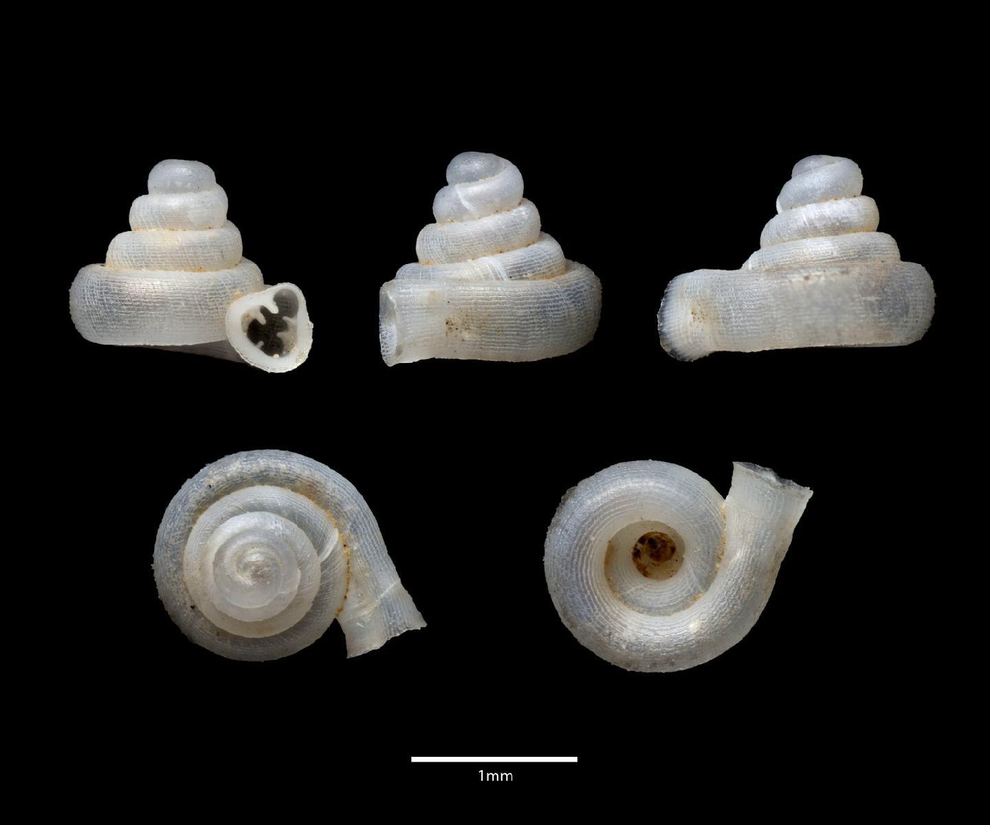 To NHMUK collection (Acinolaemus rectus Vermeulen et al., 2019; HOLOTYPE; NHMUK:ecatalogue:9089088)