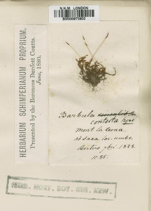 Tortula contorta (Hampe in Müll.Hal.) Mont. - BM000872800