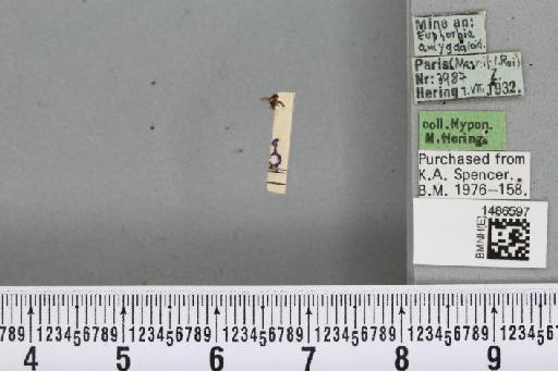 Liriomyza pascuum (Meigen, 1838) - BMNHE_1486597_50727