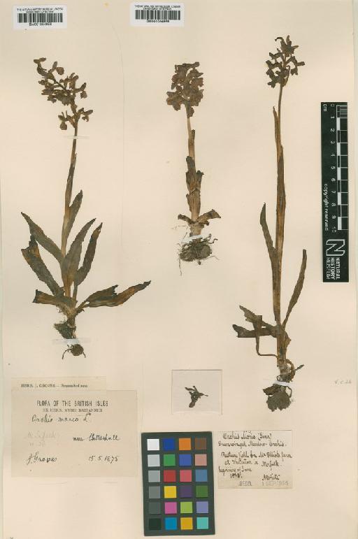 Anacamptis morio (L.) R.M.Bateman, Pridgeon & M.W.Chase - BM001054958.tif