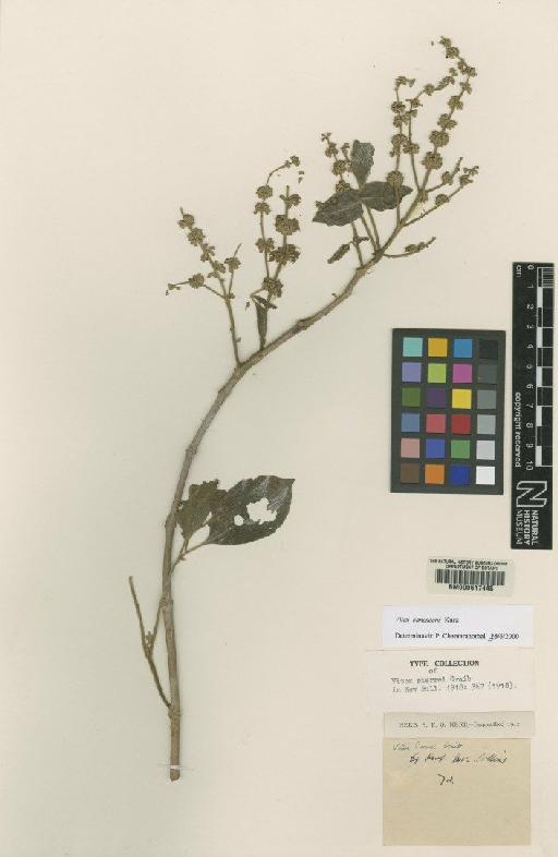 Vitex canescens Kurz - BM000617445