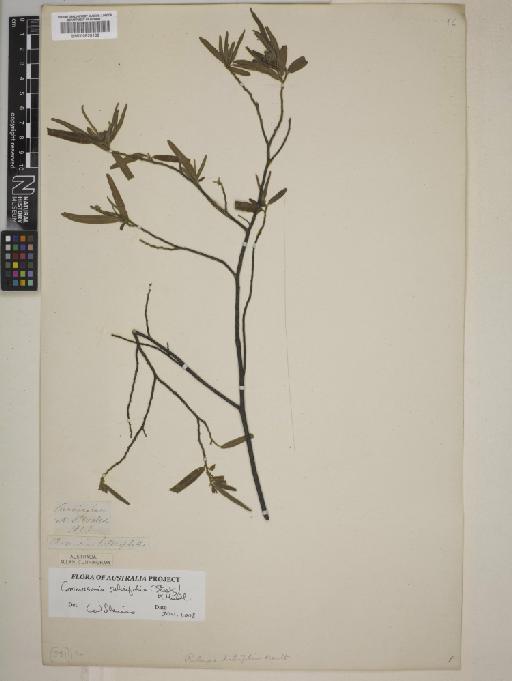 Commersonia salviifolia (Steetz) F.Muell. - BM000820136